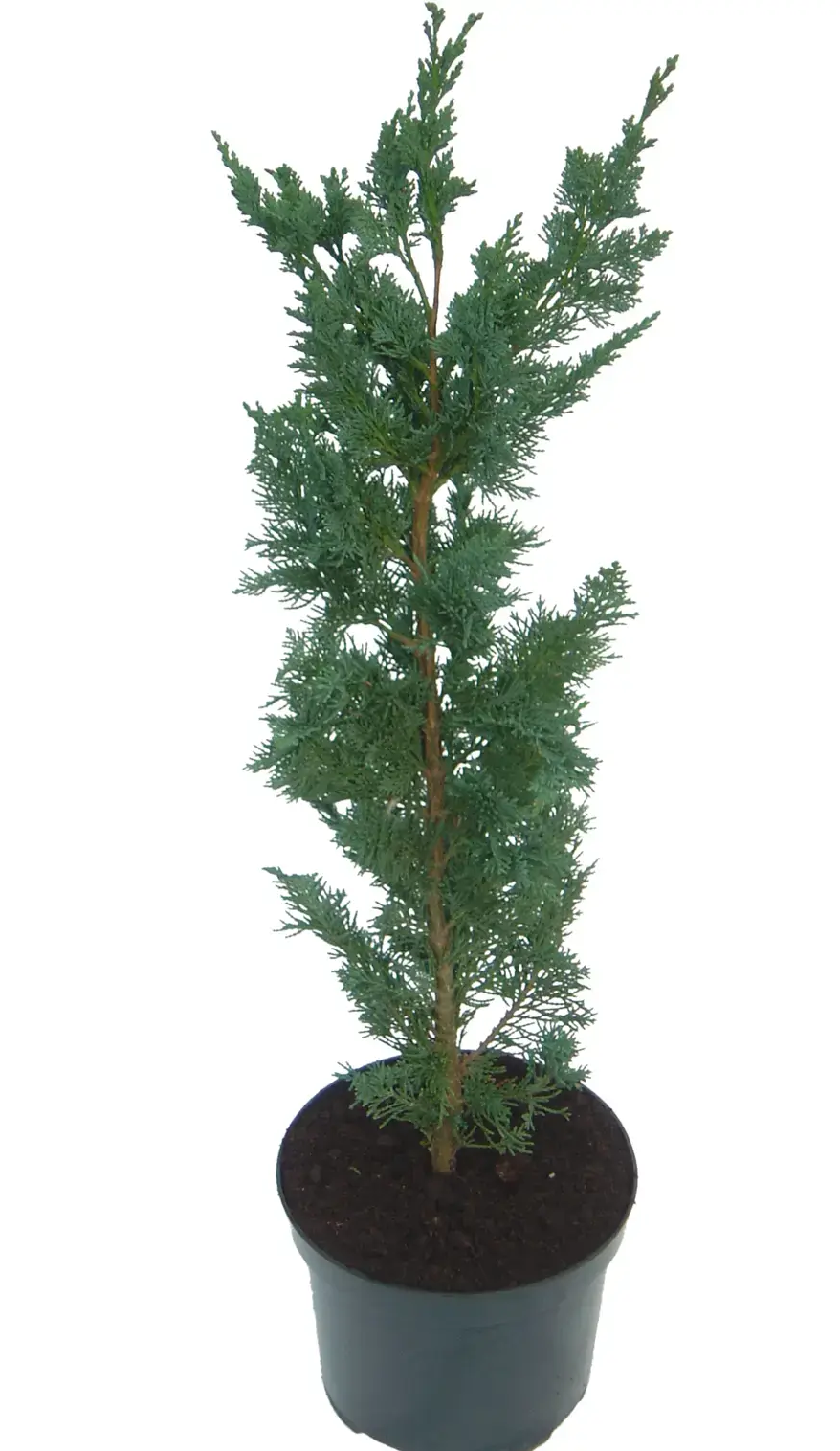 Кипарисовик лоусона Виссели